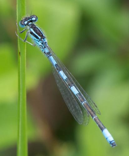 Réf. 324 805 : Coenagrion scitulum